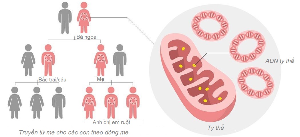 Xét nghiệm ADN huyết thống theo dòng mẹ